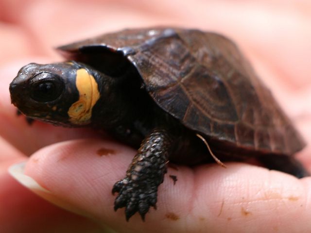 A dark brown turtle with an orange stripe on its neck being held in the palm of a hand.