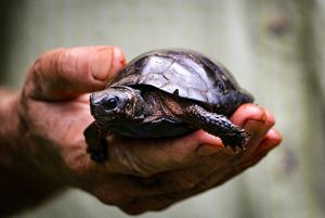 A dark brown turtle with an orange stripe on its neck is held in an outstretched hand.