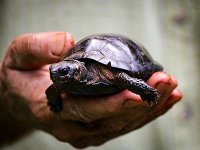 A muddy hand holds a small brown turtle.