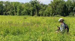 A woman stands amongst bright green bushes with pink flowers with a floodplain forest in the background.