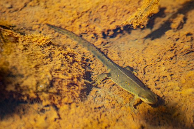 A brown salamander with red spots sits on the muddy bottom of a mountain stream.