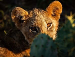 A lion cub peeking from behind a cactus
