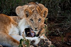A lion cub playing with an adult lion