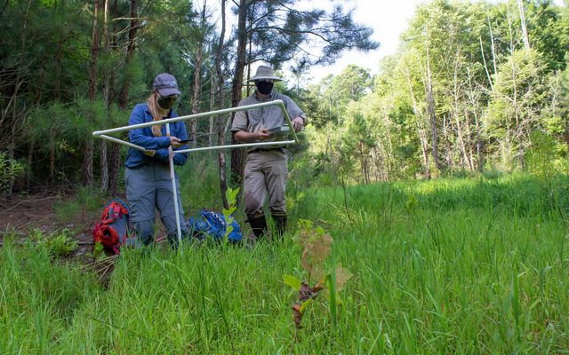 A man and a woman use plastic tubing to map out an inventory plot as a wetlands restoration site. They a standing in tall grass in a spot shaded by trees.