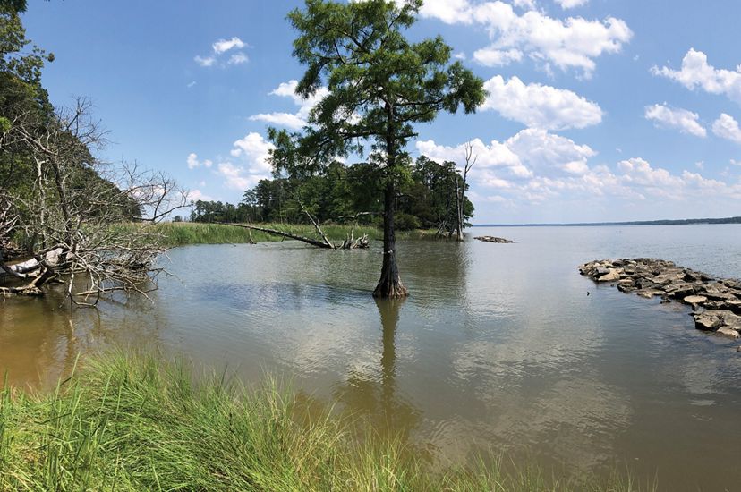 A flooded coastal area. A pine tree stands in high water behind a rock seawall. 