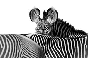 Grevy's zebra at Loisaba Conservancy, Kenya. 