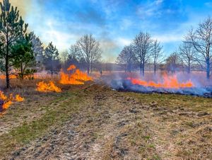 New vegetation including grasses, shrubs and trees grow across a field with a forest in the background. 
