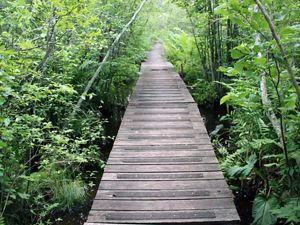A wooden boardwalk leads into a lush green forest.