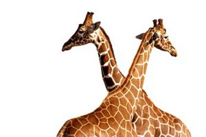 two giraffes looking different ways