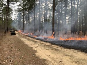 A UTV and fire engine are parked along the side of a narrow dirt road. A low intensity fire advances into the forest along the other side of the road leaving blackened ground behind.