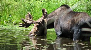 An adult male moose with antlers stands in a pond drinking water surrounded by bright green bushes.