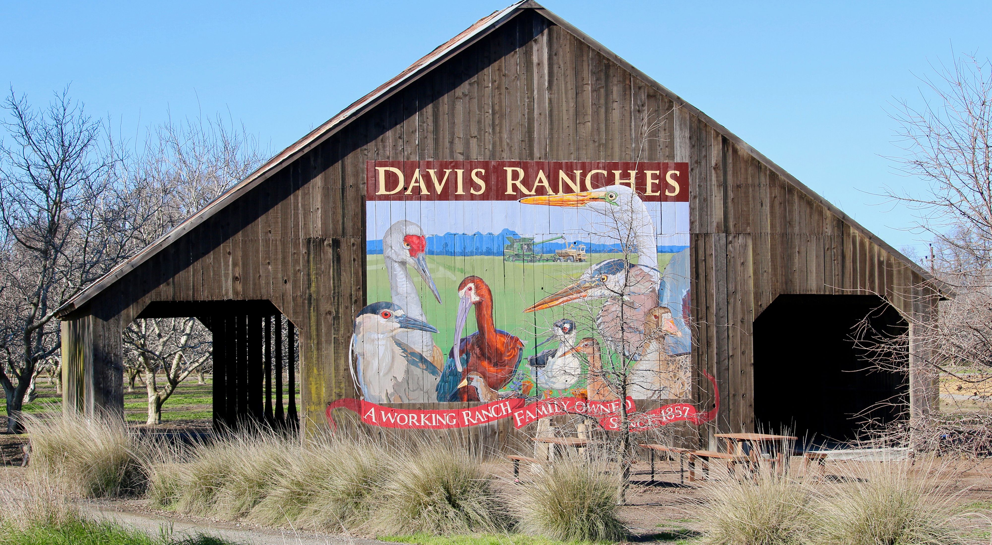 Davis Ranches, one of TNC’s pilot partners in California’s Central Valley has implemented the type of work Cascadian Farms is funding since 2019.