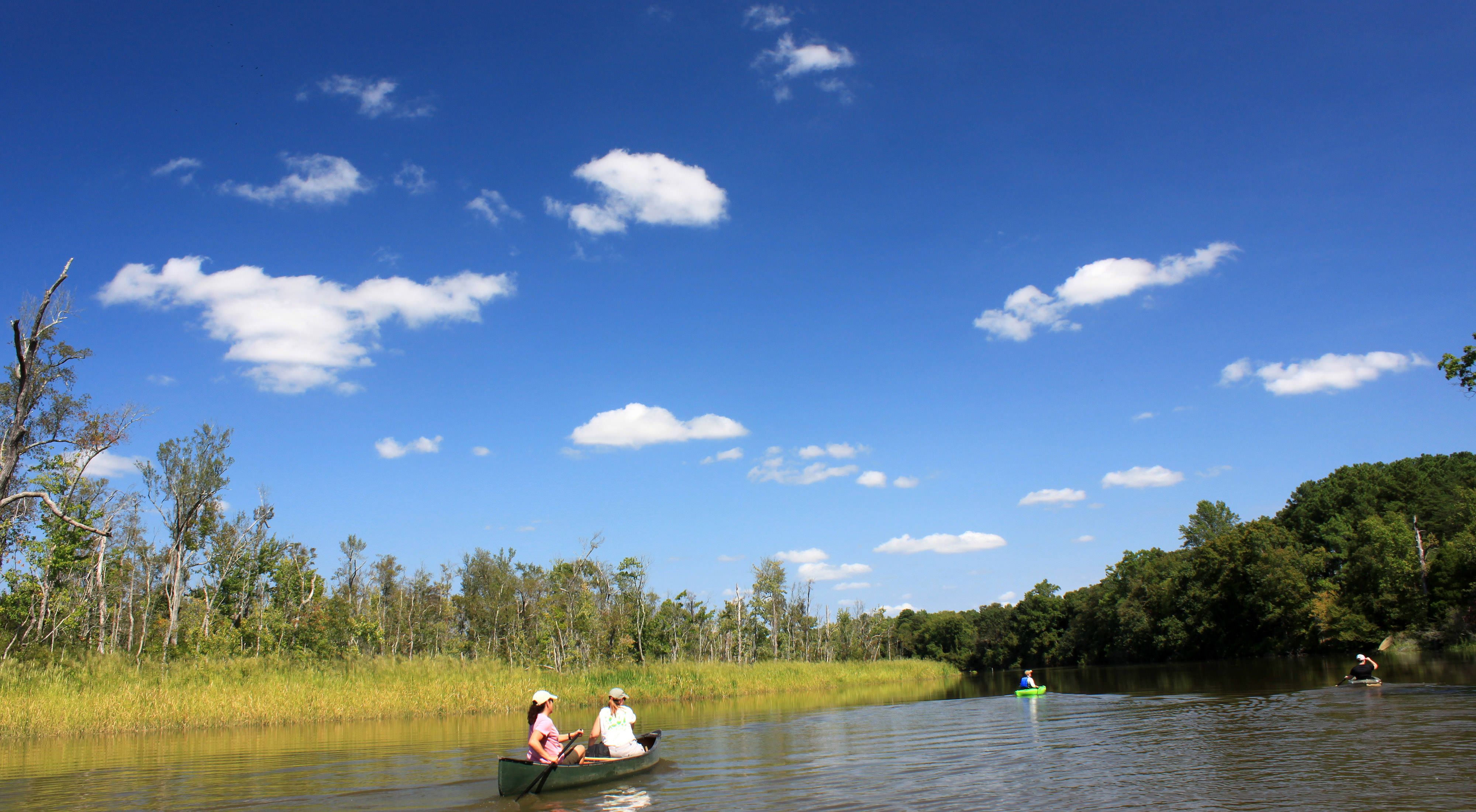 Two women in a canoe paddle through open water at the edge of a marsh. Two kayakers float ahead of them. The bright blue sky is filled with high puffy white clouds.