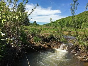 Water rushes over a low earthen dam into a beaver pond. A tall mountain ridge is in the background.