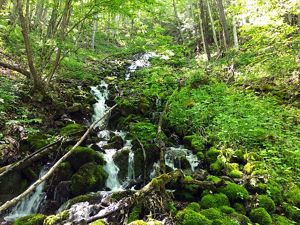 White water of a narrow stream cascades down a mountain side over rocks, downed branches and thick green vegetation.