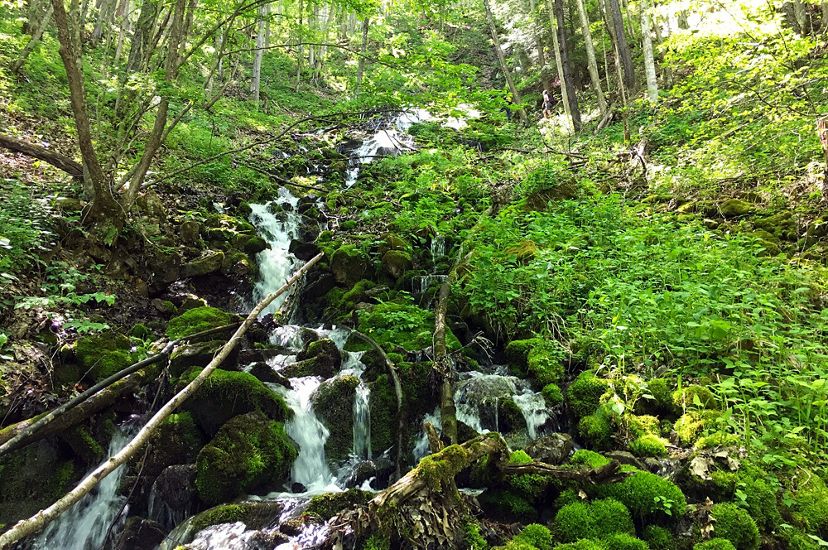 White water of a narrow stream cascades down a mountain side over rocks, downed branches and thick green vegetation.