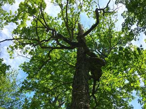 View looking up into the canopy of a towering sugar maple tree. Its long branches bend out from the tree at crazy angles.