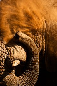 An elephant at Loisaba Conservancy, Kenya.