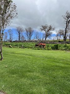 Green fields with burned trees in the background.