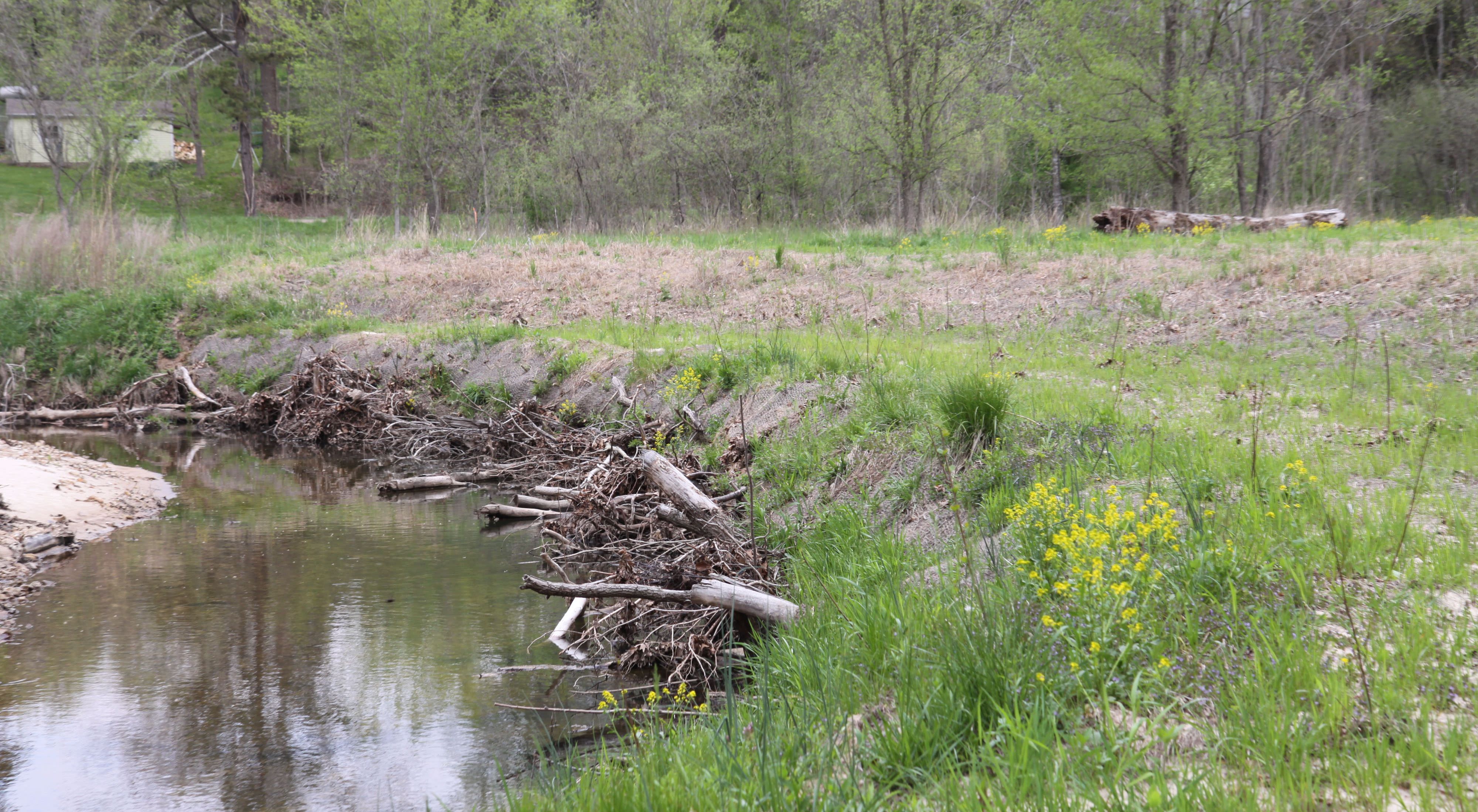 a restored streambank with vegetation
