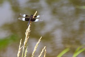 A brown and white dragonfly balances on a tall stalk of grass on the edge of a creek.