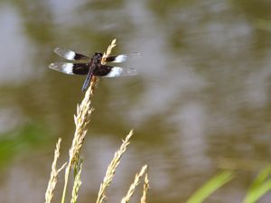 A brown and white dragonfly balances on a tall stalk of grass on the edge of a creek.