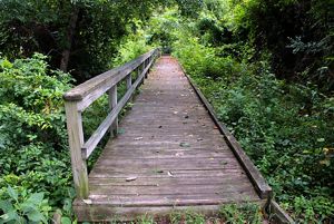 A wooden boardwalk offers a straight path over the marsh and deeper into the woods.