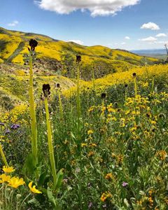 Gentle hills covered in yellow wildflowers.