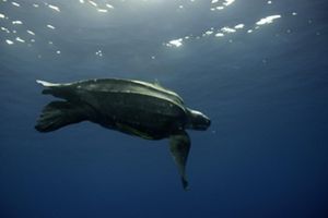 Leatherback turtle swimming in the ocean.