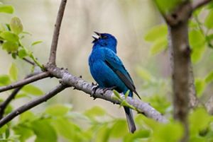 A deep blue bird sings on a tree branch surrounded by green leaves. 