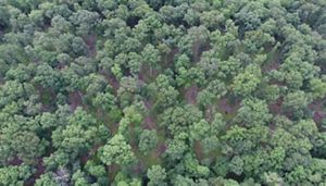 Aerial view of recently thinned forest in Indiana.