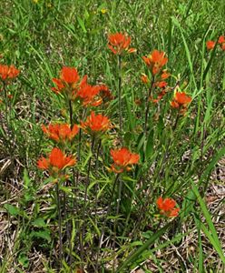 Bright short orange-flowered plants on light brown soil.