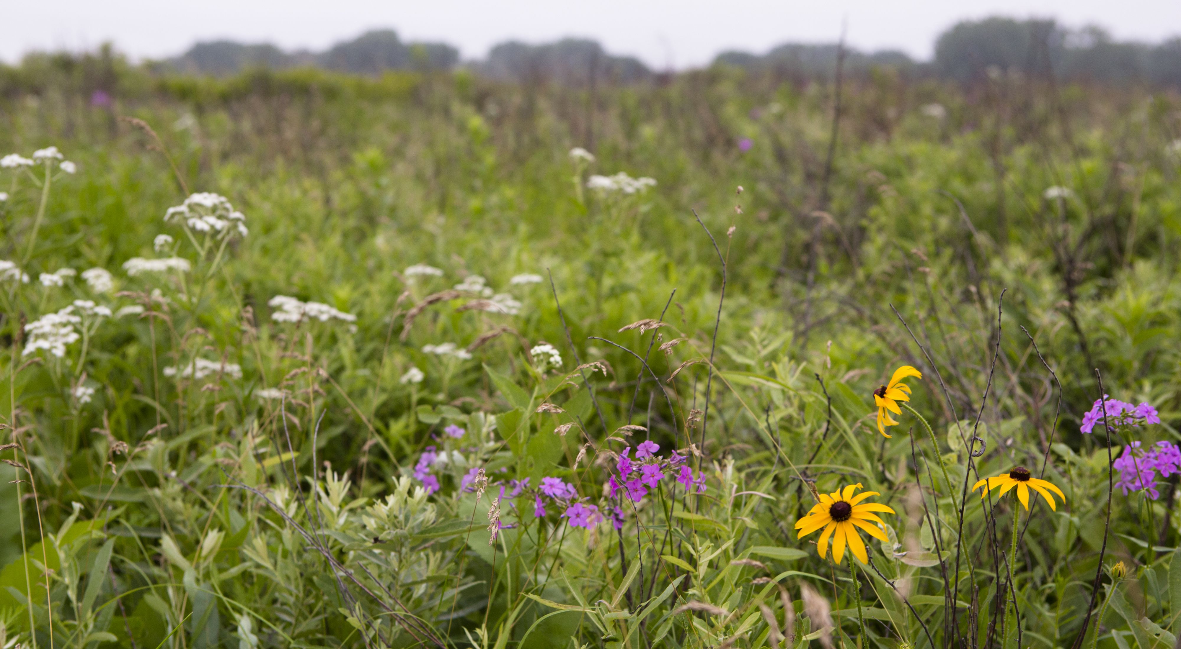 Wildflowers at Indian Boundary Prairies.