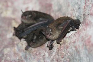 Small group of brown Indiana bats cling to cave wall.
