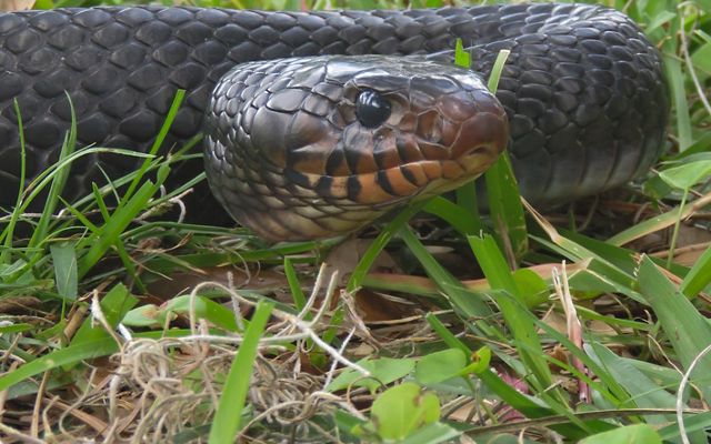 An Eastern indigo snake slithers through the grass.
