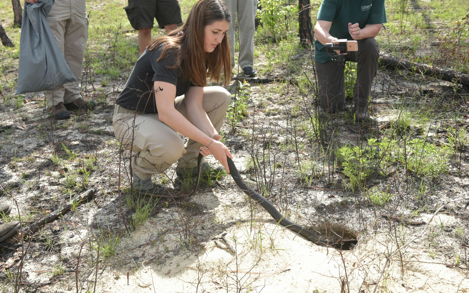 Easy Does It Indigo snakes glide easily into the gopher tortoise burrows they will call home.  © Tim Donovan/FWC