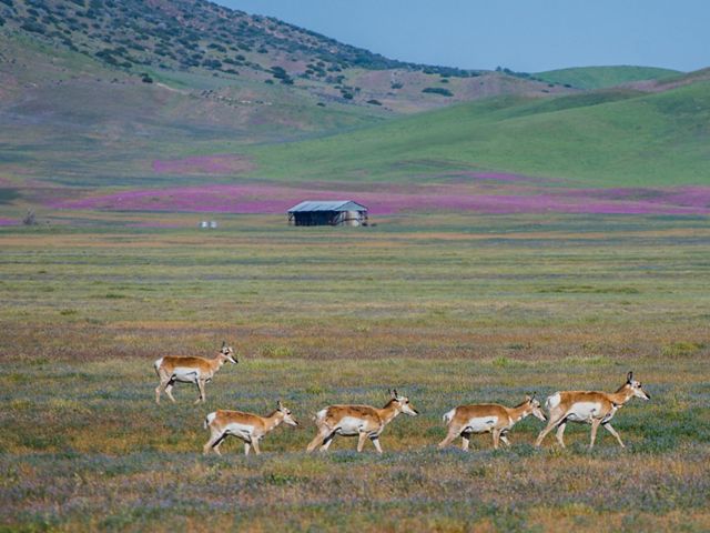 A small herd of pronghorn roam across a grassy field at Las Piletas Ranch in eastern San Luis Obispo County.