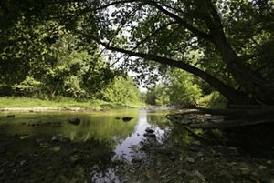 Stream shaded by trees.