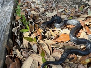 An eastern indigo snake hiding in fall foliage. Eastern indigo snake populations are factored in to the LISST.