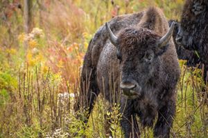 A bison stands among grasses, getting wet in the rain.