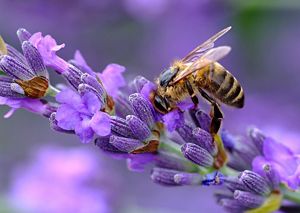 A bee pollinates a large lavender bush at the Los Angeles County Arboretum in California.