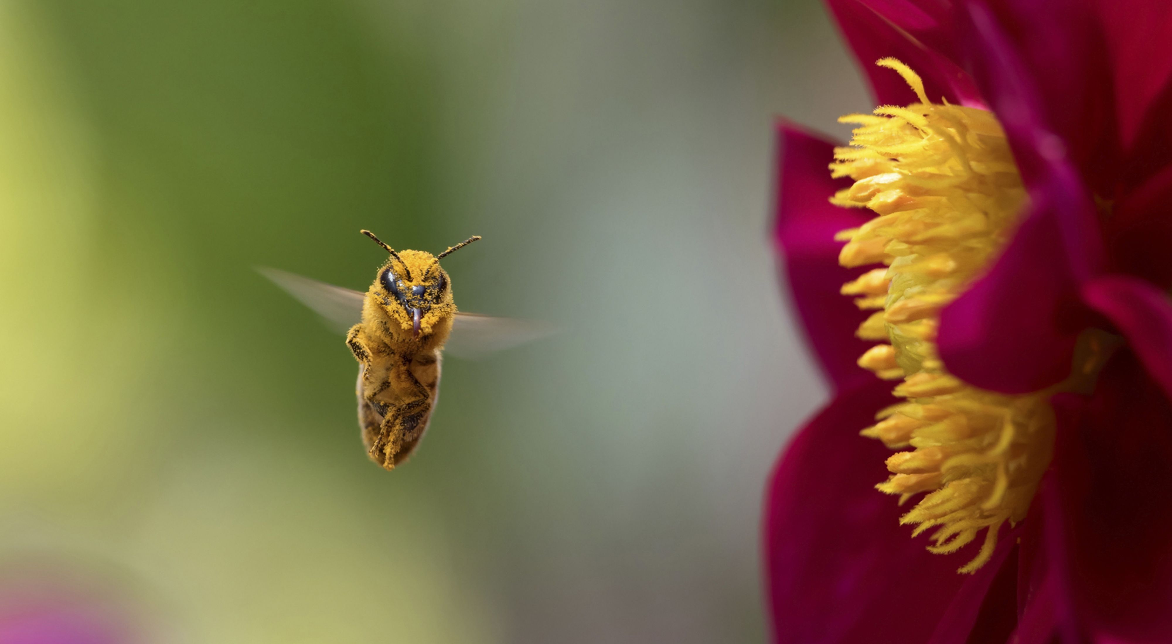 Pollen covered honeybee flying to a red dahlia flower in Del Mar, California.  