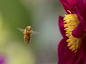 pollen covered honeybee hovers next to bright magenta flower with yellow center