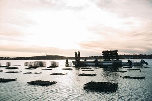 Oyster cages arrayed in a shallow bay with their tops showing above the water surface and a barge with several people standing on it silhouetted against a bright sky.