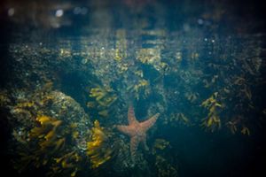 A star fish underwater.