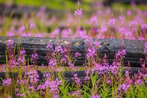 Wildflowers growing after a forest fire.