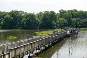 A wooden board walk sits above a marsh near Philadelphia. 