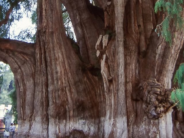  A massive Montezume cypress trunk extends upwards with visitors staring at its sheer size and beauty.