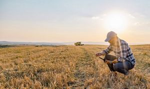 Person kneeling in an agriculture field. 