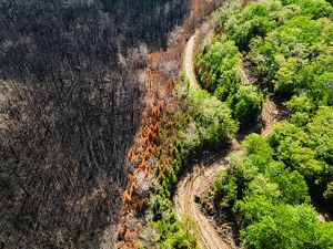 A partially burned forest. 